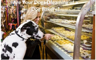 Dog enjoying a dog bakery